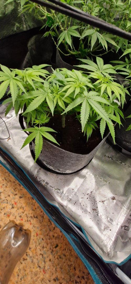 Cheese 🧀. Week 5