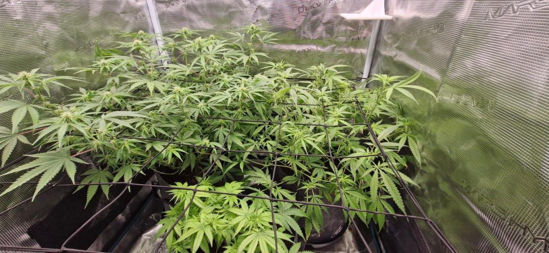 Alien OG. Week 5
