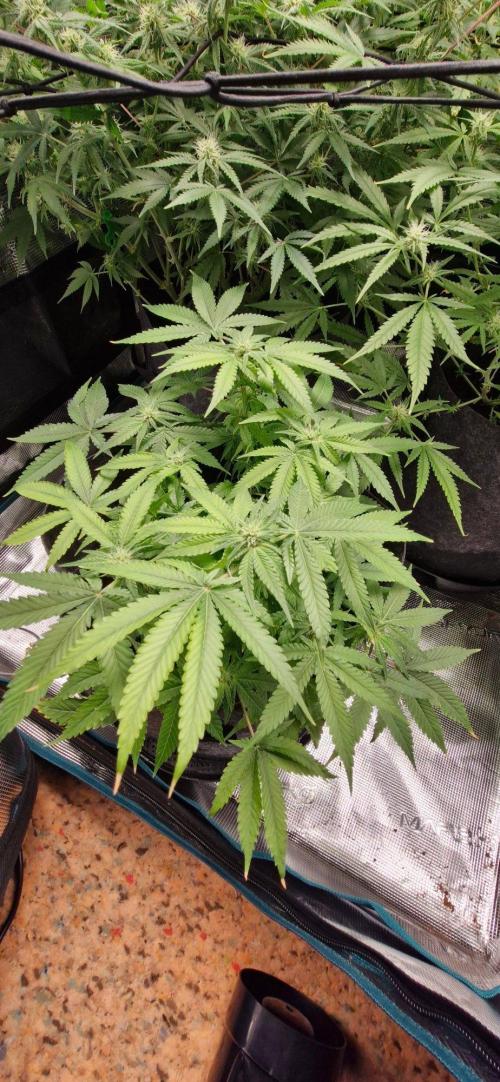 Cheese 🧀. Week 5