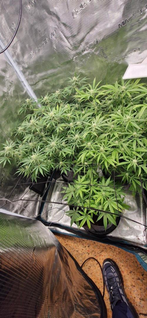 Alien OG. Week 6