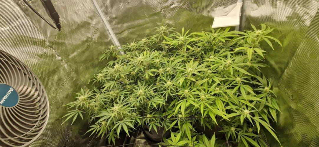 Alien OG. Week 6
