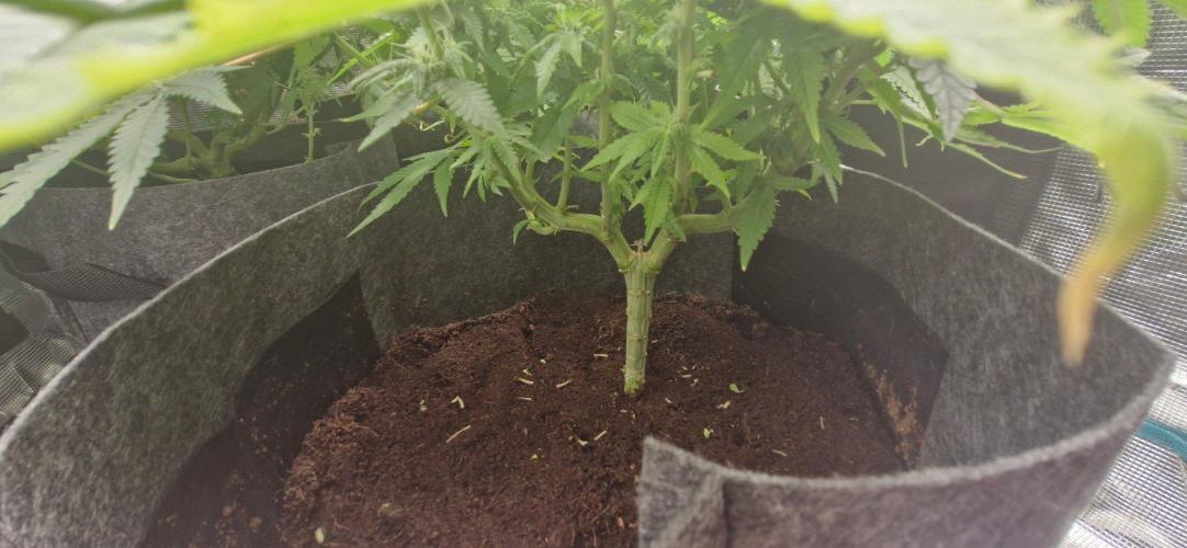 Cheese 🧀. Week 6