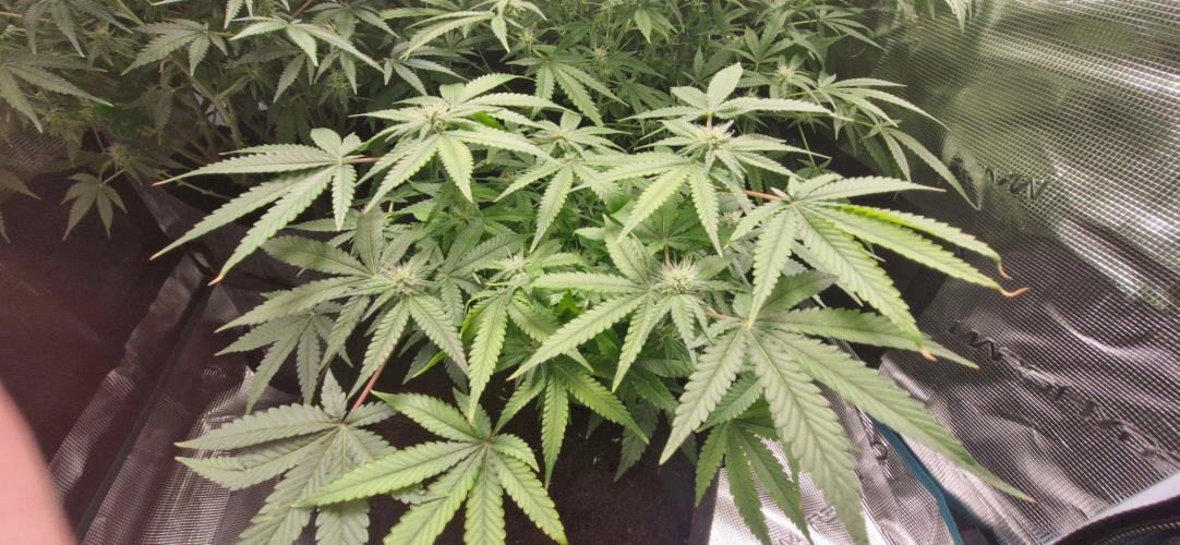 Cheese 🧀. Week 6