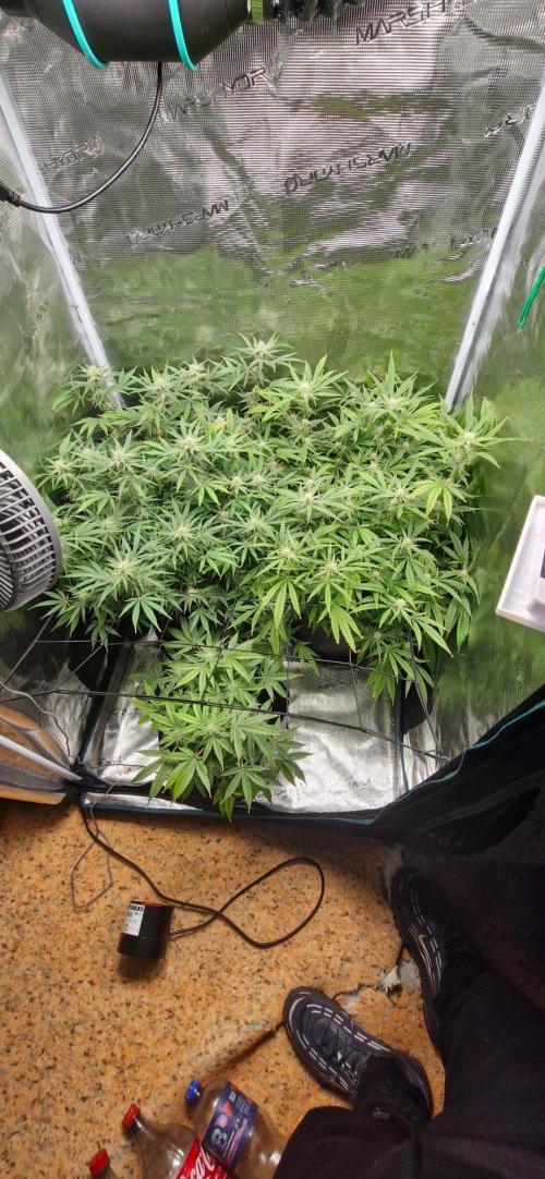 Alien OG. Week 6 - 2 same strain at the back some simulatrites but different in themselves