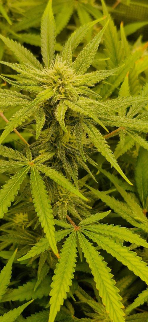 Alien OG. Week 6