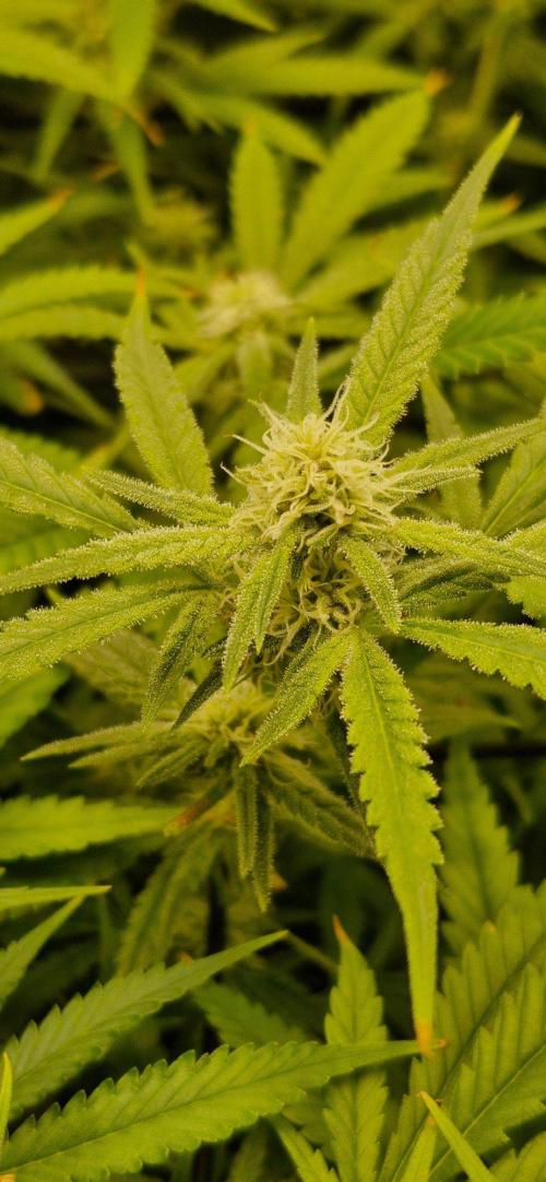 Alien OG. Week 6