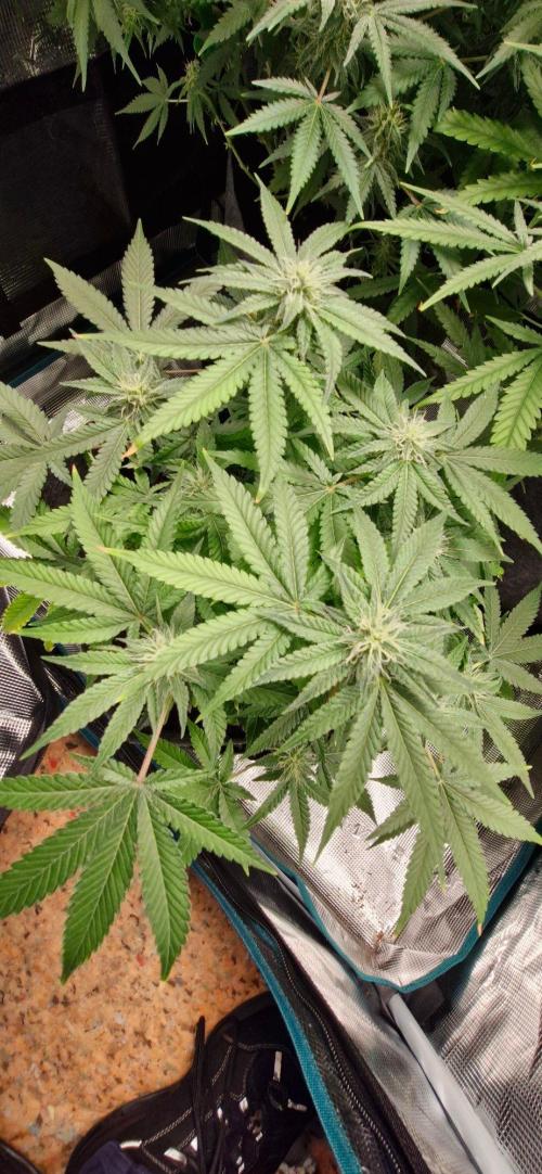 Cheese 🧀. Week 6