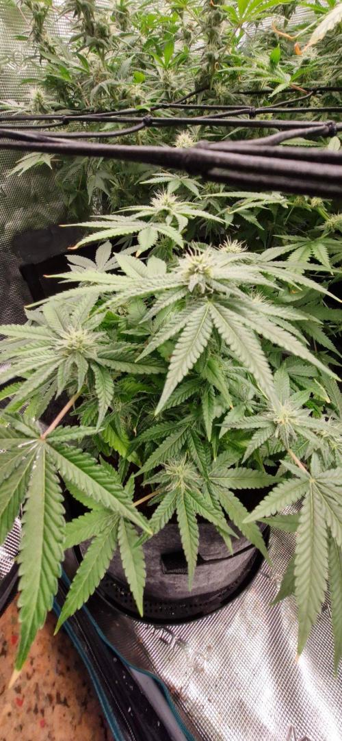 Cheese 🧀. Week 6