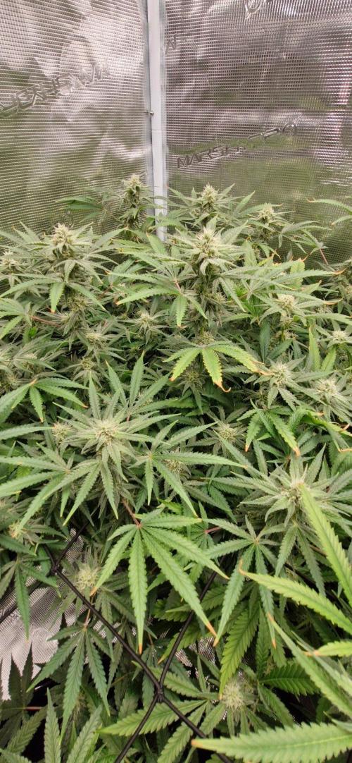 Alien OG. Week 7