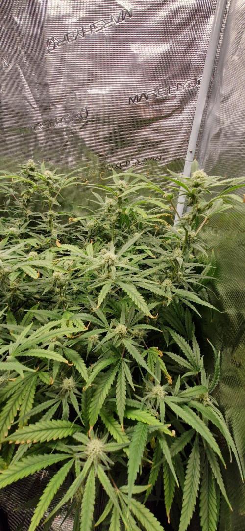 Alien OG. Week 7