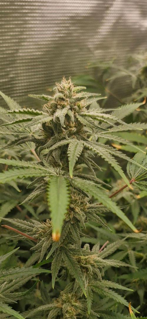 Alien OG. Week 7