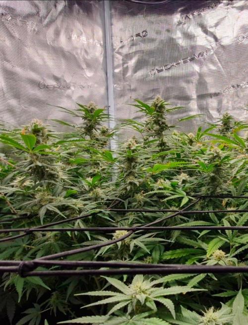Alien OG. Week 7
