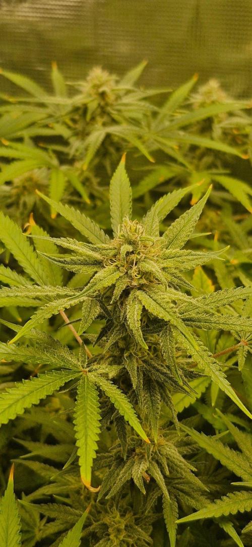 Alien OG. Week 7