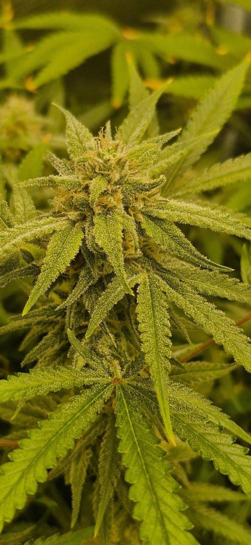 Alien OG. Week 7