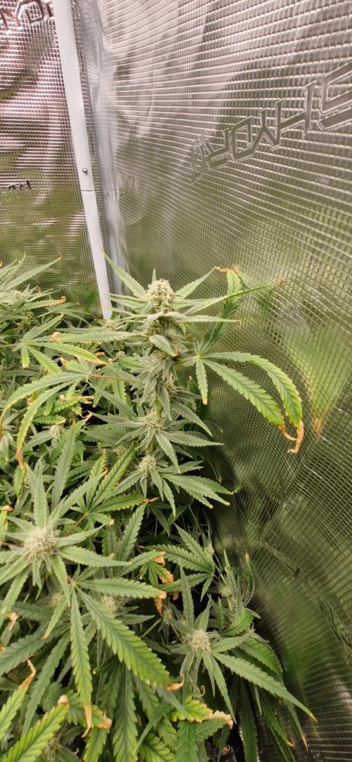 Alien OG. Week 7