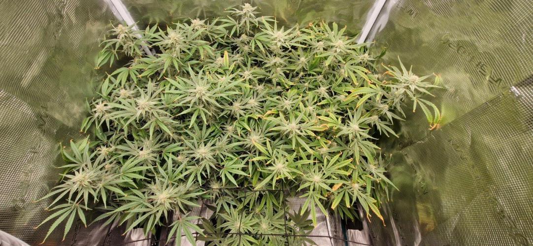 Alien OG. Week 7