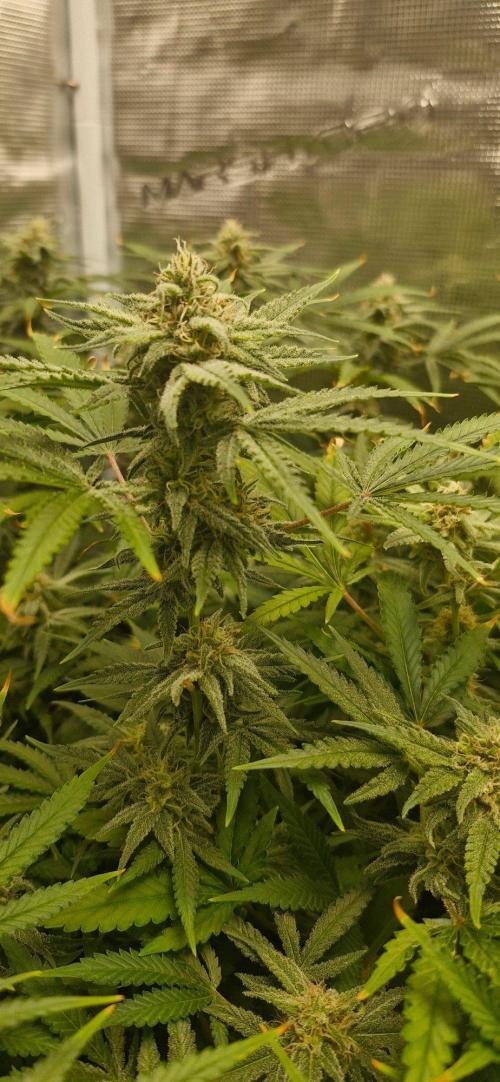 Alien OG. Week 7 - Last 2 weeks left.I stopped big buds and started excelarate with the nuits.