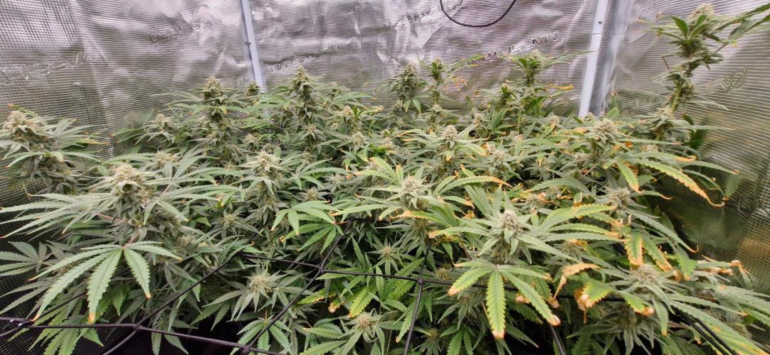 Alien OG. Week 9