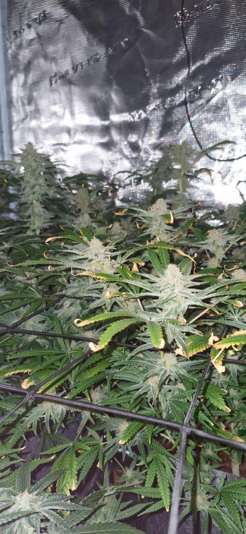 Alien OG. Week 9