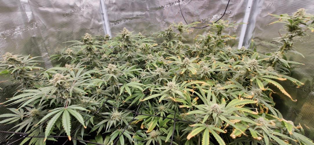 Alien OG. Week 9