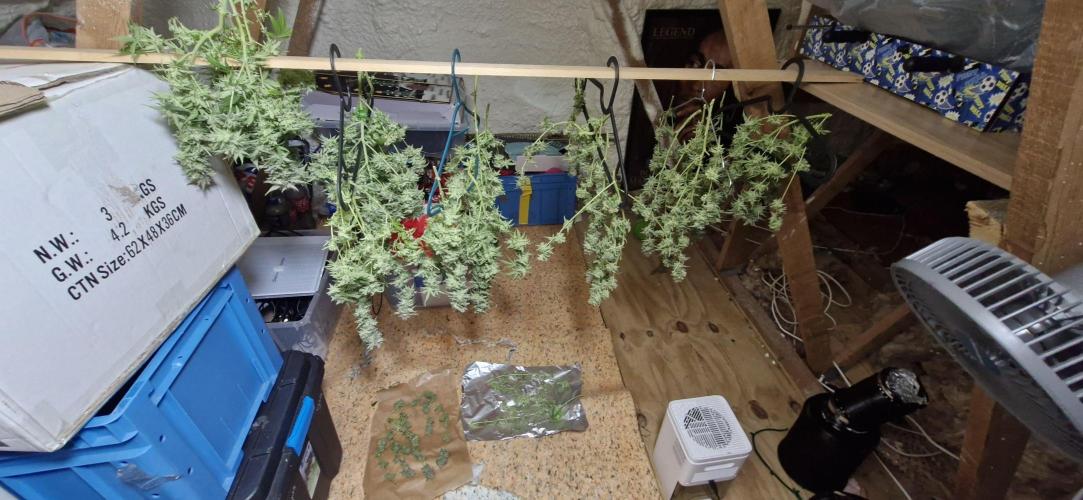 Alien OG. Week 11