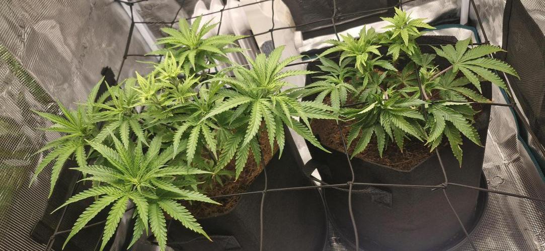 1st Grow Diary. Week 5