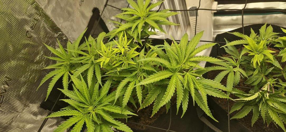 1st Grow Diary. Week 5