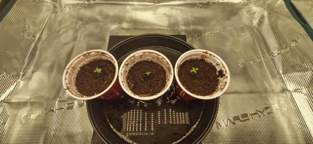 Cheese 🧀. Week 0