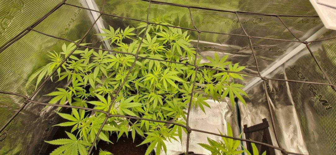 Alien OG. Week 5