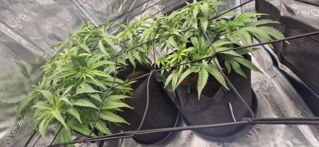 1st Grow Diary. Week 8