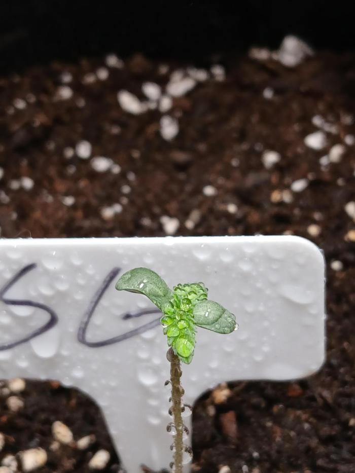 420 fastbuds. Week 1