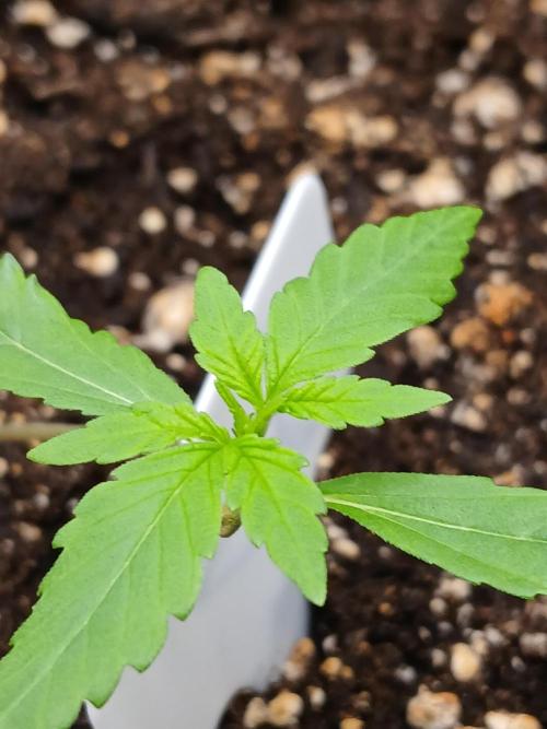 420 fastbuds. Week 2