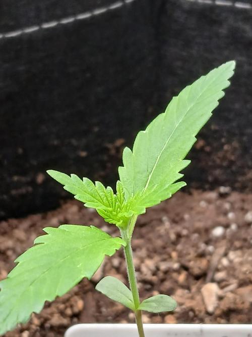 420 fastbuds. Week 2