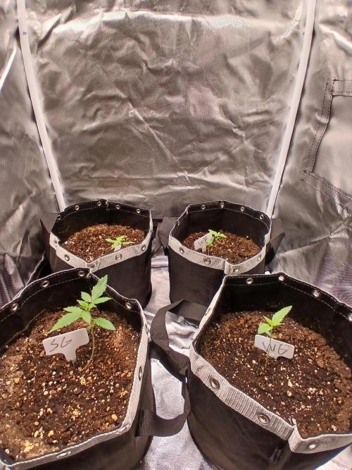 420 fastbuds. Week 2