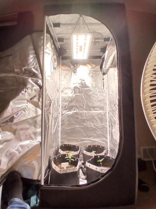 420 fastbuds. Week 2