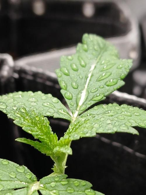 420 fastbuds. Week 3