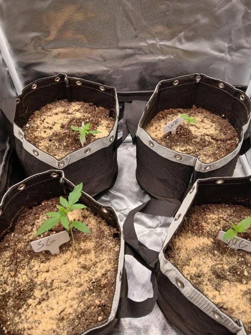 420 fastbuds. Week 3