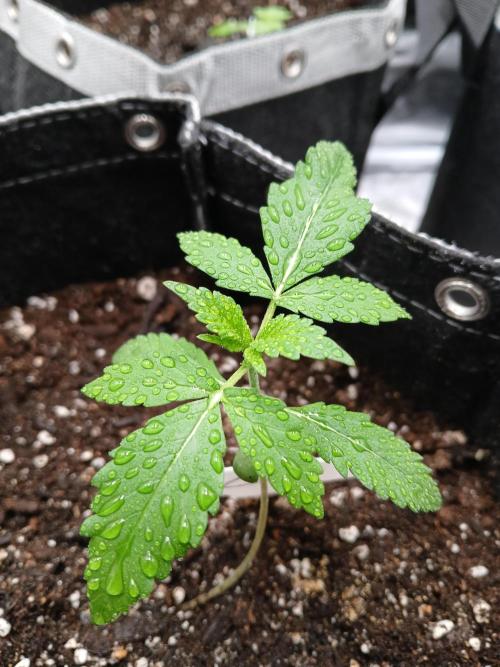 420 fastbuds. Week 3