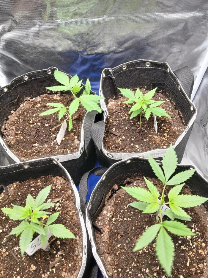 420 fastbuds. Week 4