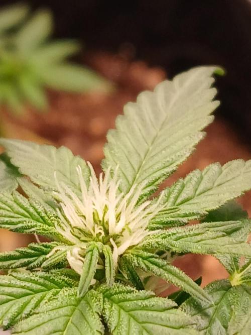 420 fastbuds. Week 5