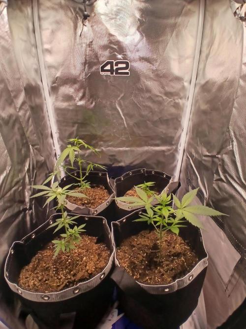 420 fastbuds. Week 5