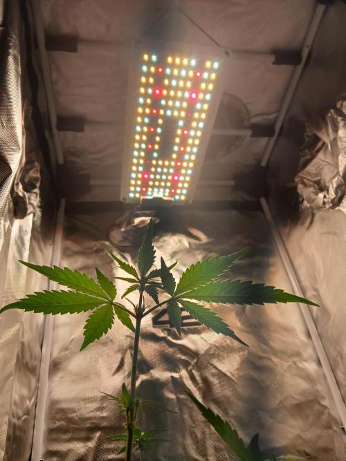 420 fastbuds. Week 5