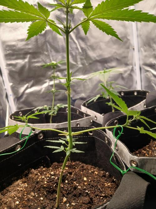 420 fastbuds. Week 5