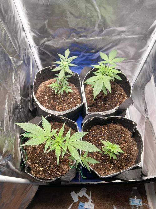 420 fastbuds. Week 5