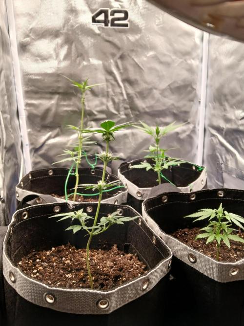 420 fastbuds. Week 6