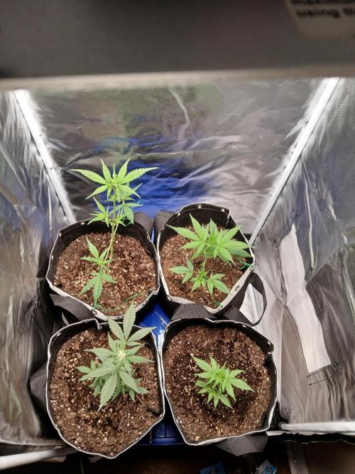 420 fastbuds. Week 6