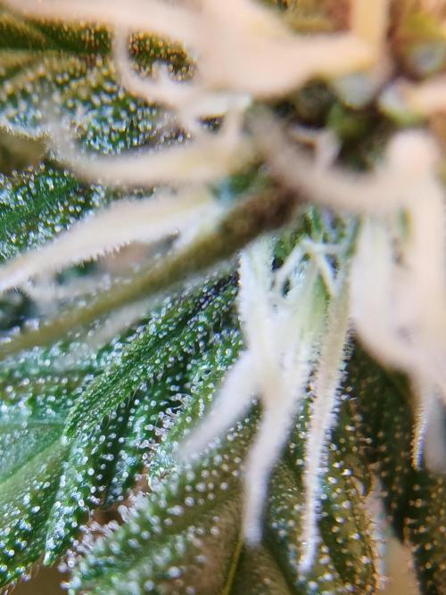 420 fastbuds. Week 6