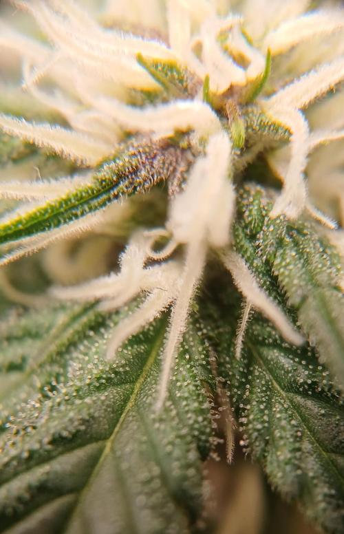 420 fastbuds. Week 6