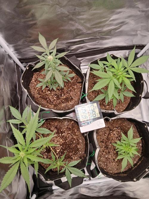 420 fastbuds. Week 6