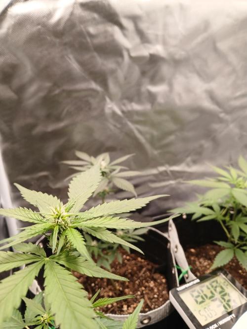 420 fastbuds. Week 7